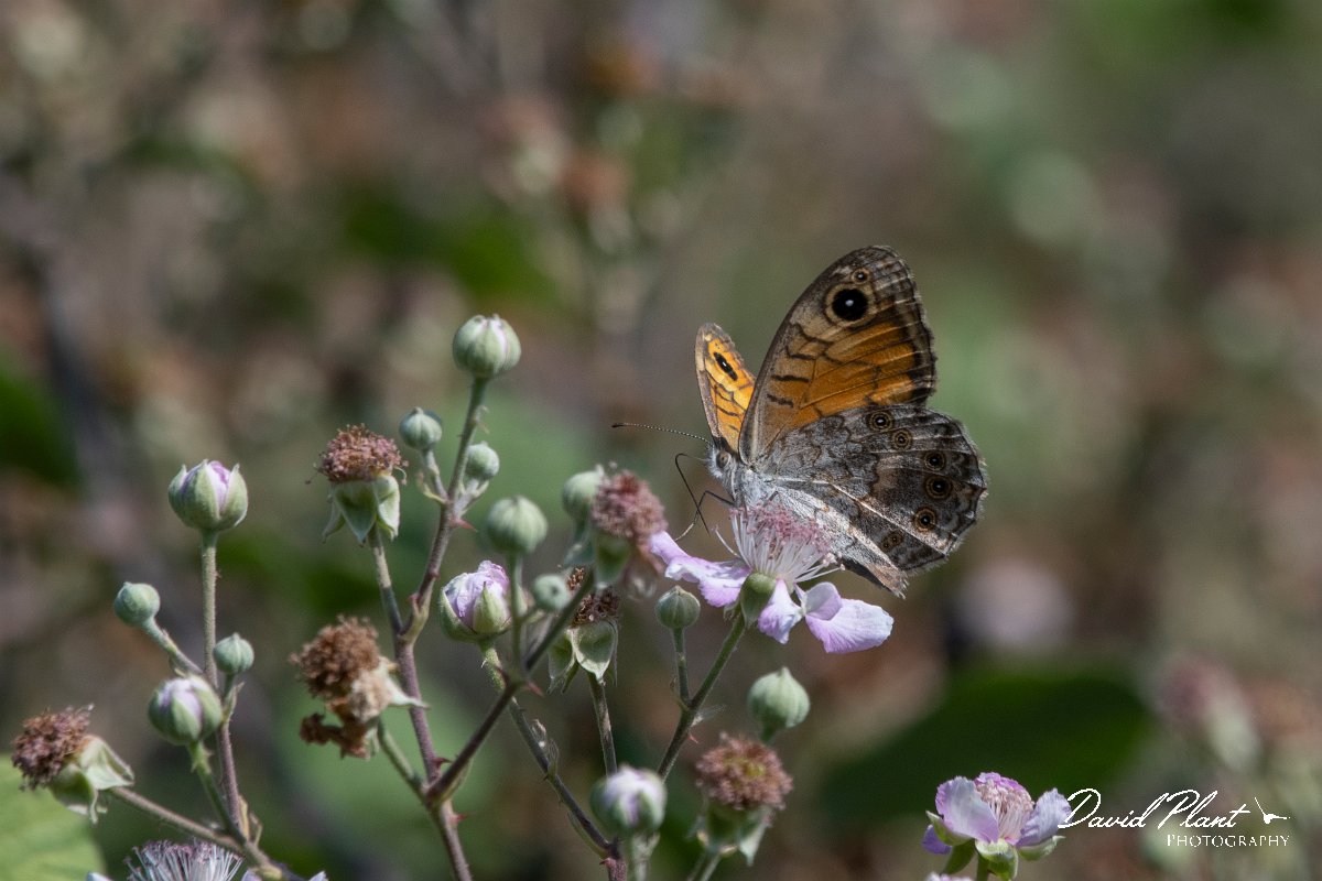 DPPhotography - Northern Greece - Wall - A.jpg - Wall - Lake Kerkini, Greece