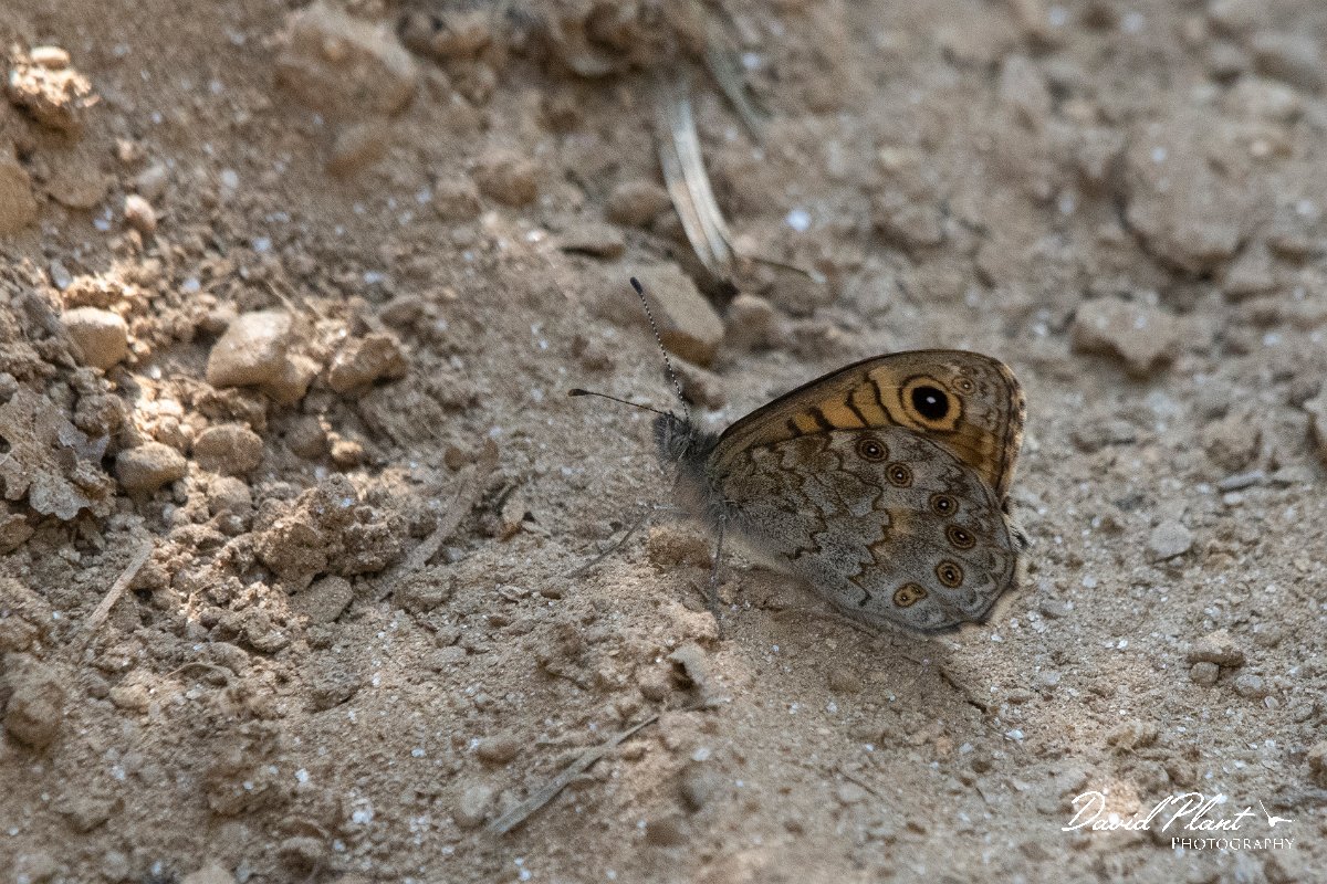 DPPhotography - Northern Greece - Wall - B.jpg - Wall - Mount Belles, Greece