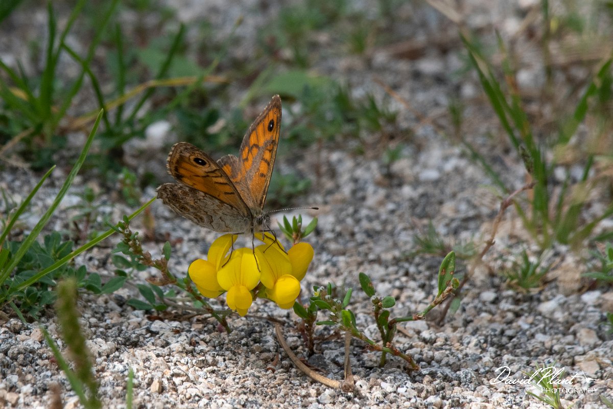 DPPhotography - Northern Greece - Wall - C.jpg - Wall - Mount Vrontou, Greece