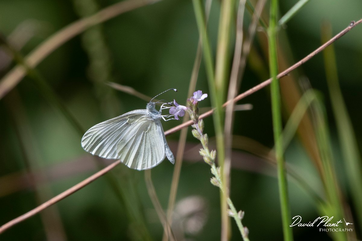 DPPhotography - Northern Greece - Wood white - A.jpg - Wood white - Mount Pangeo, Greece