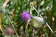 DPPhotography - Northern Greece - Balkan green-veined white - A
