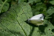 DPPhotography - Northern Greece - Balkan green-veined white - B