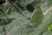 DPPhotography - Northern Greece - Balkan green-veined white - D