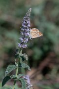 DPPhotography - Northern Greece - Brown argus - A