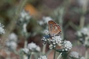 DPPhotography - Northern Greece - Brown argus - B