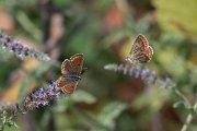 DPPhotography - Northern Greece - Brown argus - C