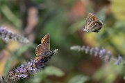 DPPhotography - Northern Greece - Brown argus - D