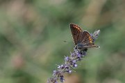 DPPhotography - Northern Greece - Brown argus - F
