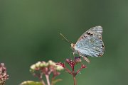 DPPhotography - Northern Greece - Cardinal fritillary - A