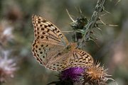 DPPhotography - Northern Greece - Cardinal fritillary - B