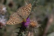 DPPhotography - Northern Greece - Cardinal fritillary - C