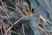 DPPhotography - Northern Greece - Chalkhill blue - A