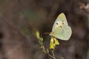 DPPhotography - Northern Greece - Clouded yellow - B