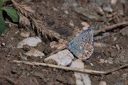 DPPhotography - Northern Greece - Common blue- C