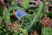 DPPhotography - Northern Greece - Common blue- D