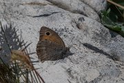 DPPhotography - Northern Greece - Dusky meadow brown - B