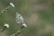 DPPhotography - Northern Greece - Eastern bath white - B