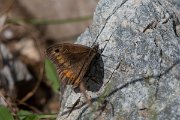DPPhotography - Northern Greece - False grayling - C