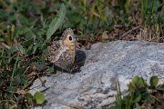 DPPhotography - Northern Greece - False grayling - D