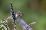 DPPhotography - Northern Greece - Lang's short-tailed blue - E