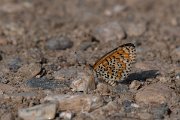 DPPhotography - Northern Greece - Lesser spotted fritillary - B