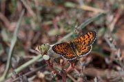 DPPhotography - Northern Greece - Lesser spotted fritillary - D