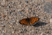 DPPhotography - Northern Greece - Lesser spotted fritillary - E