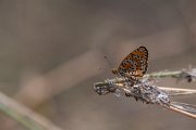 DPPhotography - Northern Greece - Lesser spotted fritillary - F
