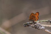 DPPhotography - Northern Greece - Lesser spotted fritillary - G