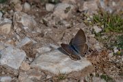 DPPhotography - Northern Greece - Long-tailed blue - A