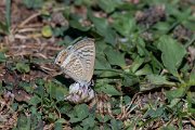 DPPhotography - Northern Greece - Long-tailed blue - B