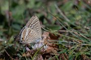 DPPhotography - Northern Greece - Long-tailed blue - C