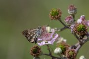 DPPhotography - Northern Greece - Mallow skipper - A
