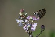 DPPhotography - Northern Greece - Mallow skipper - B