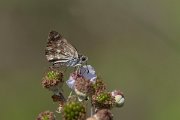 DPPhotography - Northern Greece - Mallow skipper - C