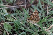 DPPhotography - Northern Greece - Mallow skipper - D