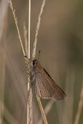 DPPhotography - Northern Greece - Mediterranean skipper - A