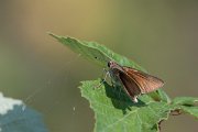 DPPhotography - Northern Greece - Mediterranean skipper - B