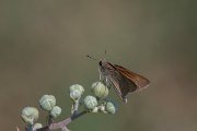 DPPhotography - Northern Greece - Mediterranean skipper - C