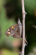 DPPhotography - Northern Greece - Nettletree butterfly - B