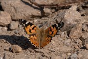 DPPhotography - Northern Greece - Painted lady - B