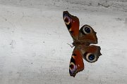 DPPhotography - Northern Greece - Peacock - A