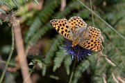 DPPhotography - Northern Greece - Queen of Spain fritillary - B