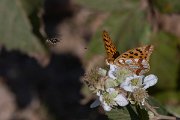DPPhotography - Northern Greece - Queen of Spain fritillary - C
