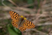 DPPhotography - Northern Greece - Queen of Spain fritillary - E