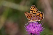 DPPhotography - Northern Greece - Queen of Spain fritillary - F
