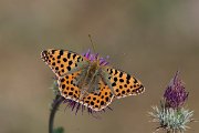 DPPhotography - Northern Greece - Queen of Spain fritillary - G