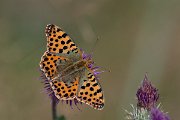 DPPhotography - Northern Greece - Queen of Spain fritillary - H