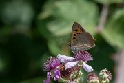 DPPhotography - Northern Greece - Small copper - D