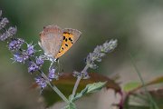 DPPhotography - Northern Greece - Small copper - F